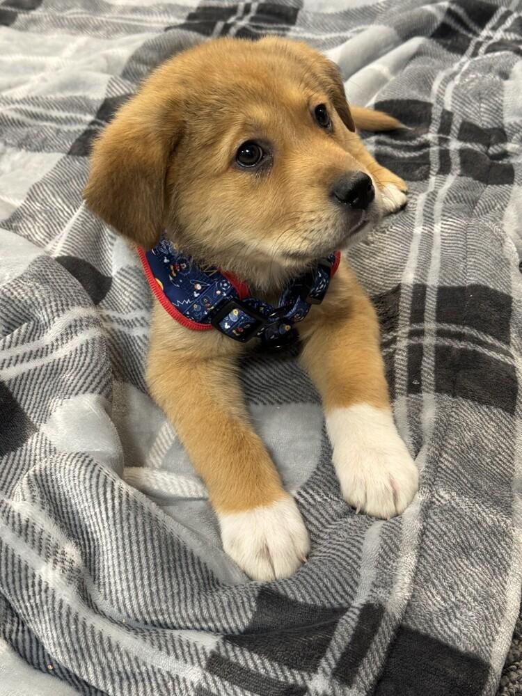 Diego, a Adoptable mixed breed in Charlotte, NC image 3/3