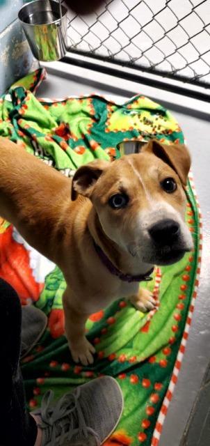 Honey Blue, Adoptable, Puppy Female Labrador Retriever & Australian Cattle Dog / Blue Heeler.