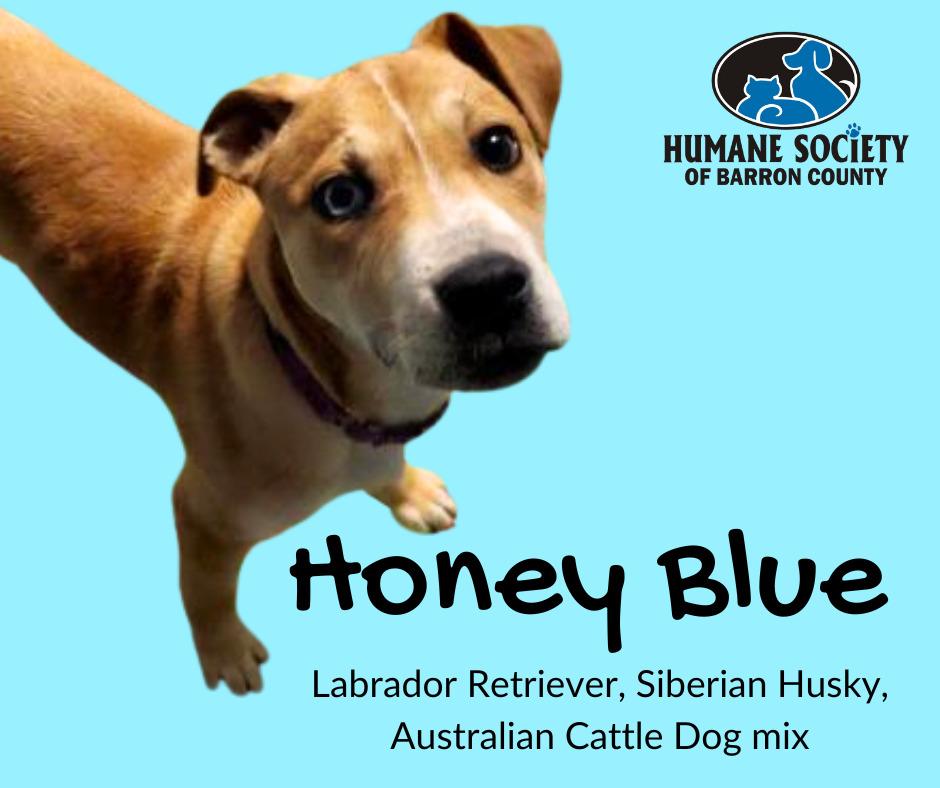Enlarge Honey Blue, a Adoptable mixed breed in Barron, WI image 2/2