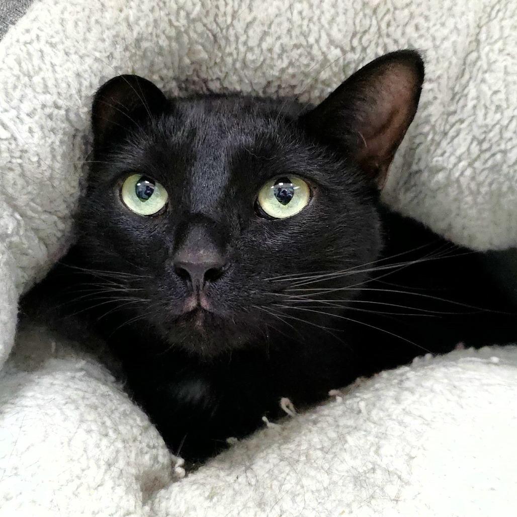 Norman, Adoptable, Adult Male Domestic Short Hair.