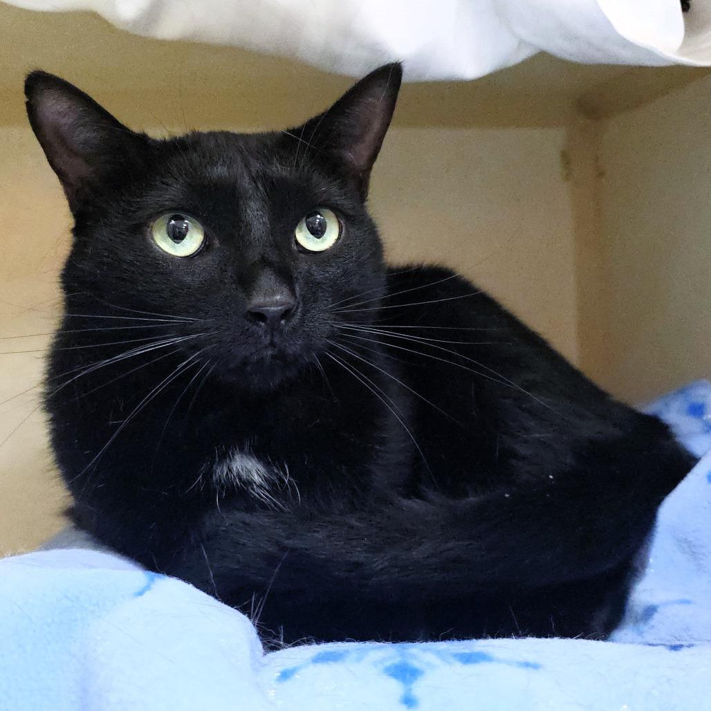 Norman, a Adoptable Domestic Short Hair in Michigan City, IN image 2/3