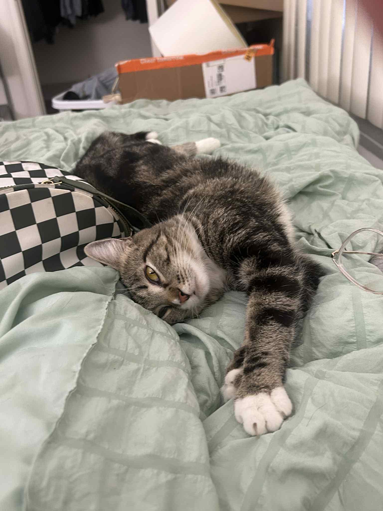 Whisker, Adoptable, Adult Female Domestic Short Hair.