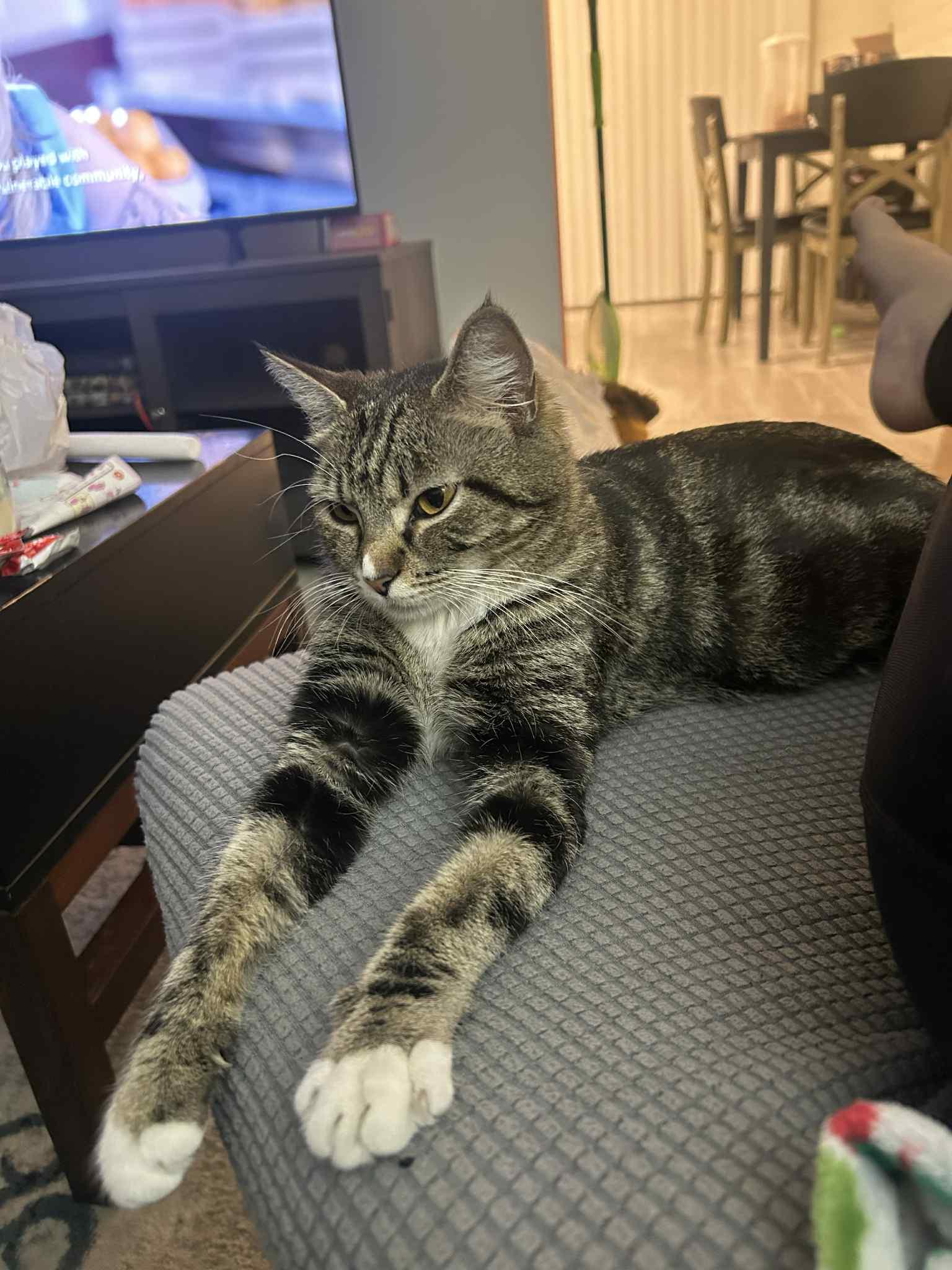 Enlarge Whisker, a Adoptable Domestic Short Hair in Phoenix, AZ image 2/3