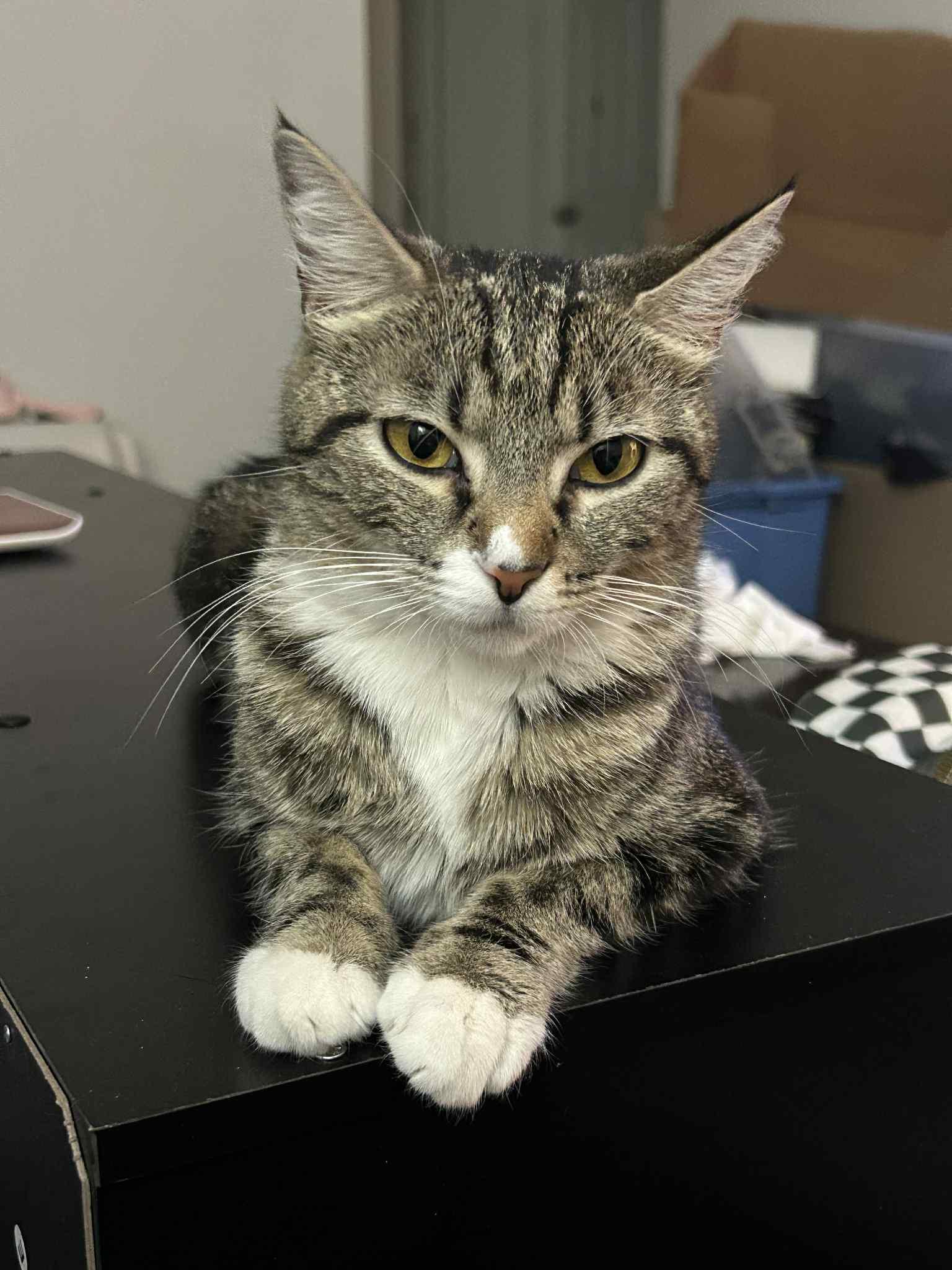 Enlarge Whisker, a Adoptable Domestic Short Hair in Phoenix, AZ image 3/3