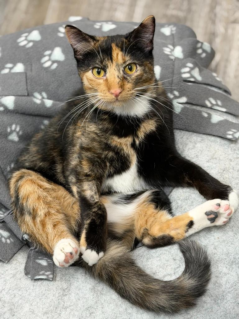 Glory, Adoptable, Kitten Female Domestic Short Hair.