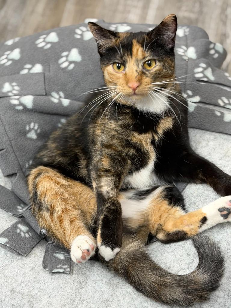 Enlarge Glory, a Adoptable mixed breed in Algona, IA image 2/5