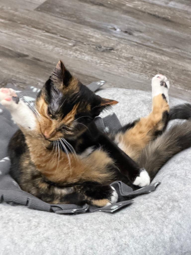 Enlarge Glory, a Adoptable mixed breed in Algona, IA image 3/5