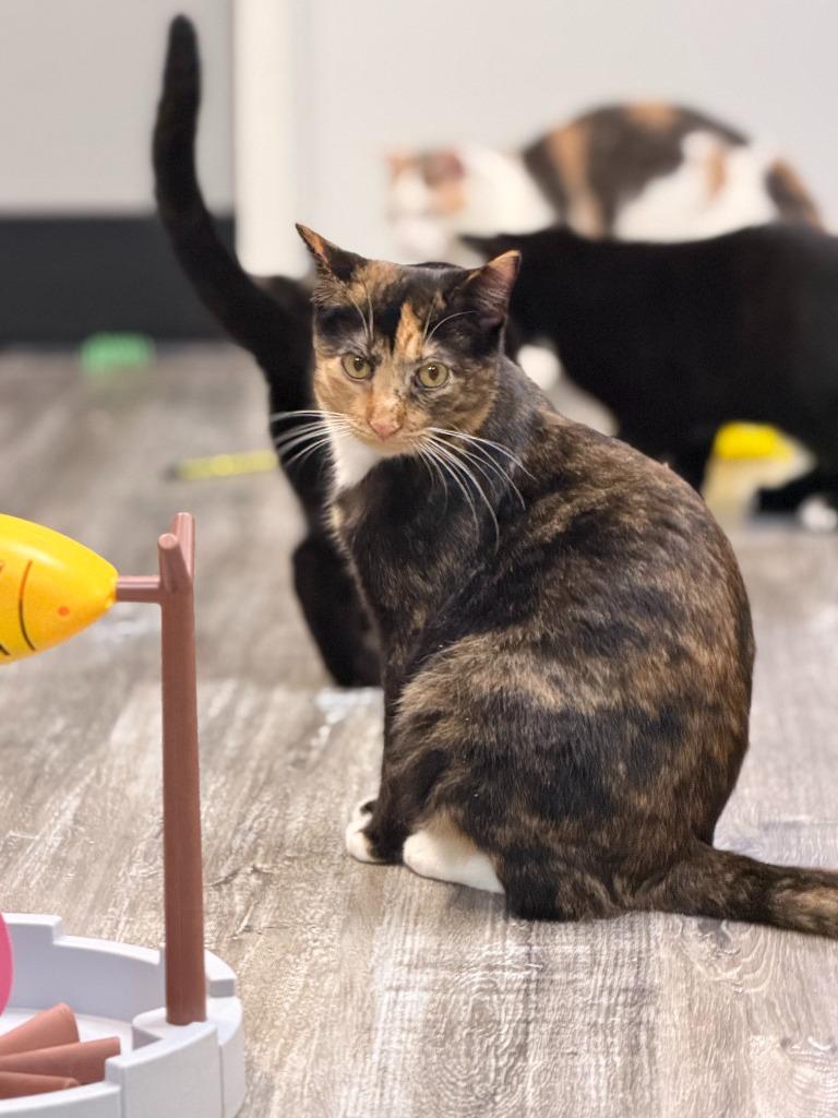 Enlarge Glory, a Adoptable mixed breed in Algona, IA image 5/5