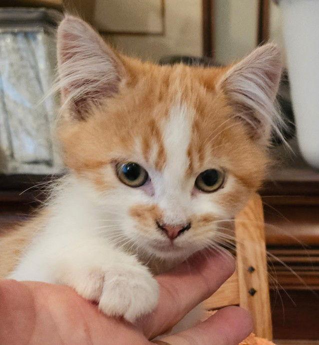 Claus, Adoptable, Kitten Male Domestic Short Hair.