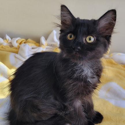 Enlarge Slate, a Adoptable Domestic Medium Hair in Grand Island, NE image 1/1