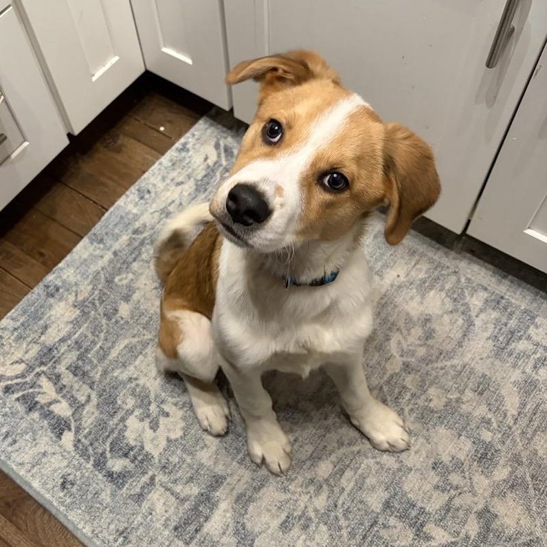 Enlarge Smokey, an adoptable mixed breed in Sparta, NJ image 4/6