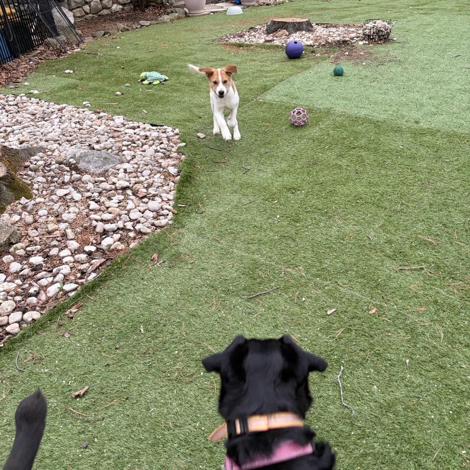 Enlarge Smokey, an adoptable mixed breed in Sparta, NJ image 5/6