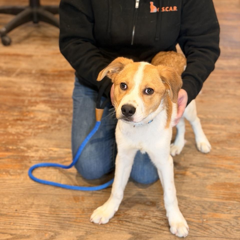 Enlarge Smokey, an adoptable mixed breed in Sparta, NJ image 2/6