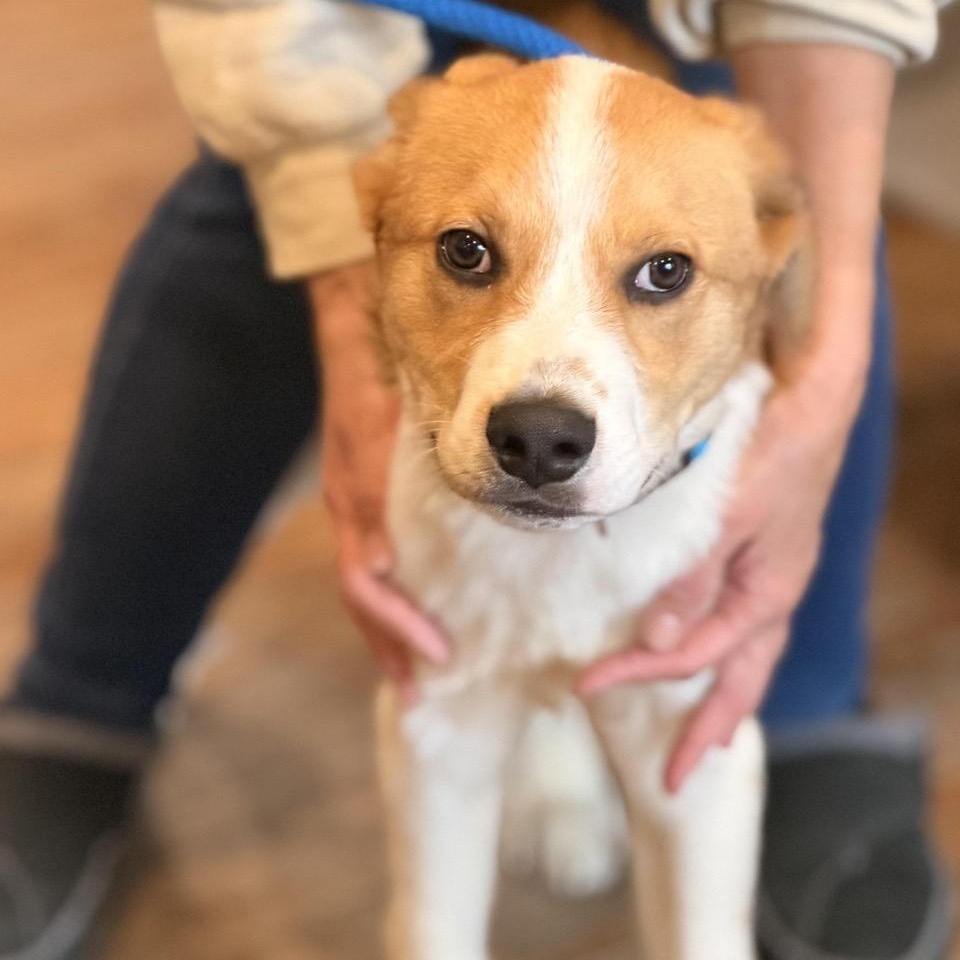 Enlarge Smokey, an adoptable mixed breed in Sparta, NJ image 6/6