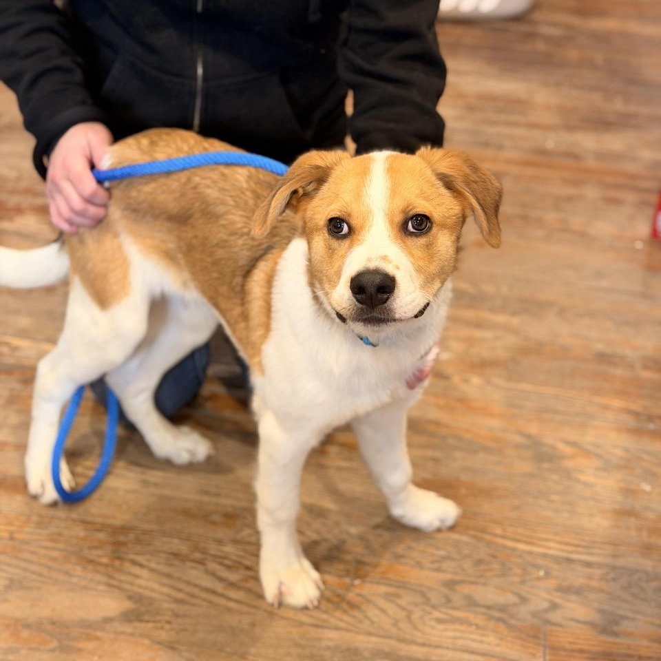 Enlarge Smokey, an adoptable mixed breed in Sparta, NJ image 1/6