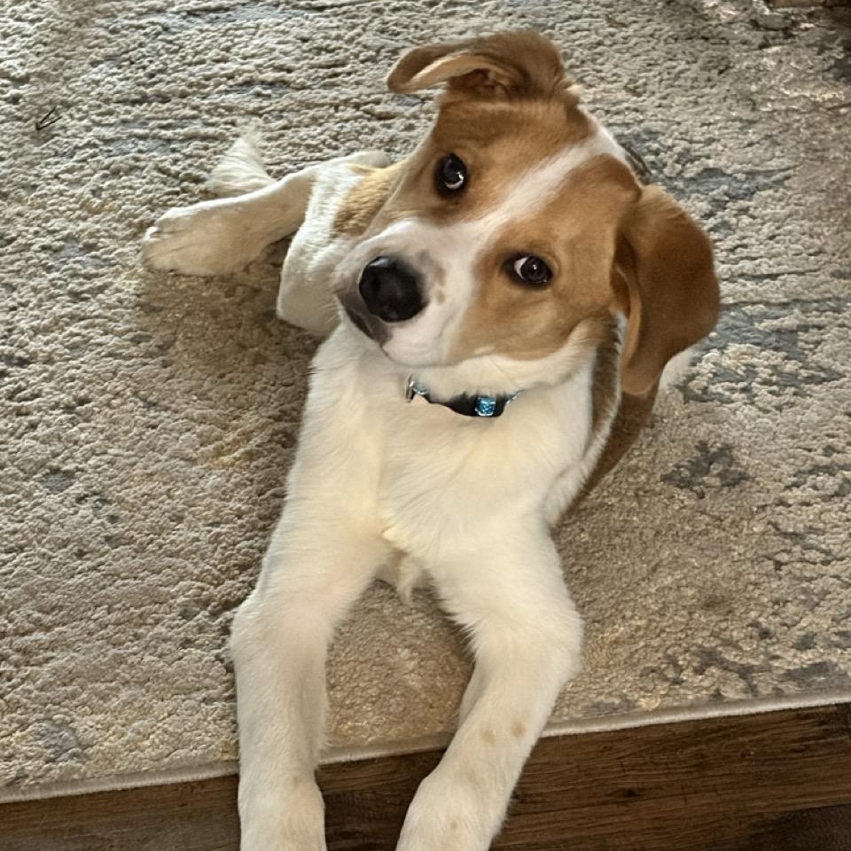 Enlarge Smokey, an adoptable mixed breed in Sparta, NJ image 3/6