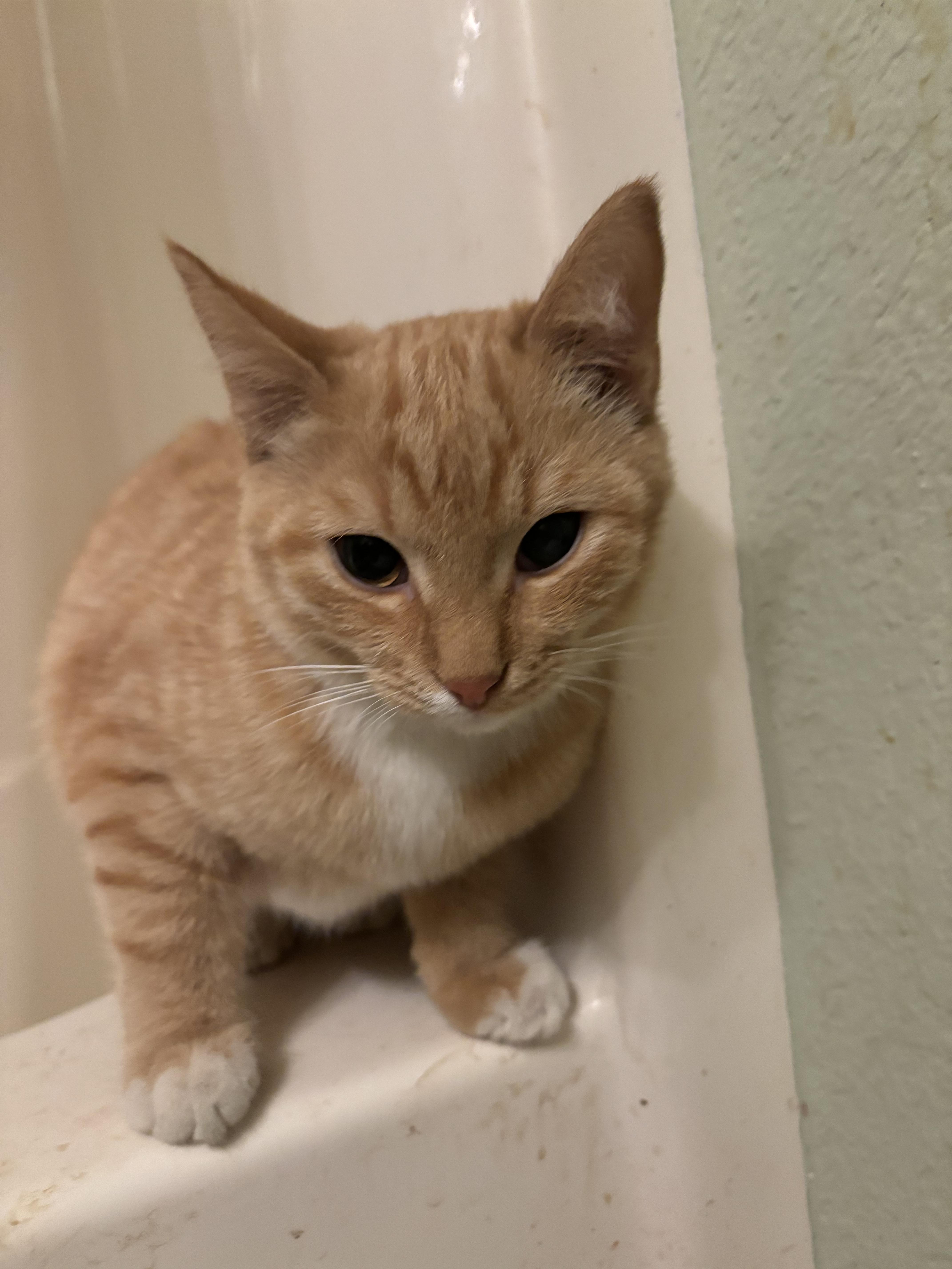 Sienna, Adoptable, Young Female Domestic Short Hair.