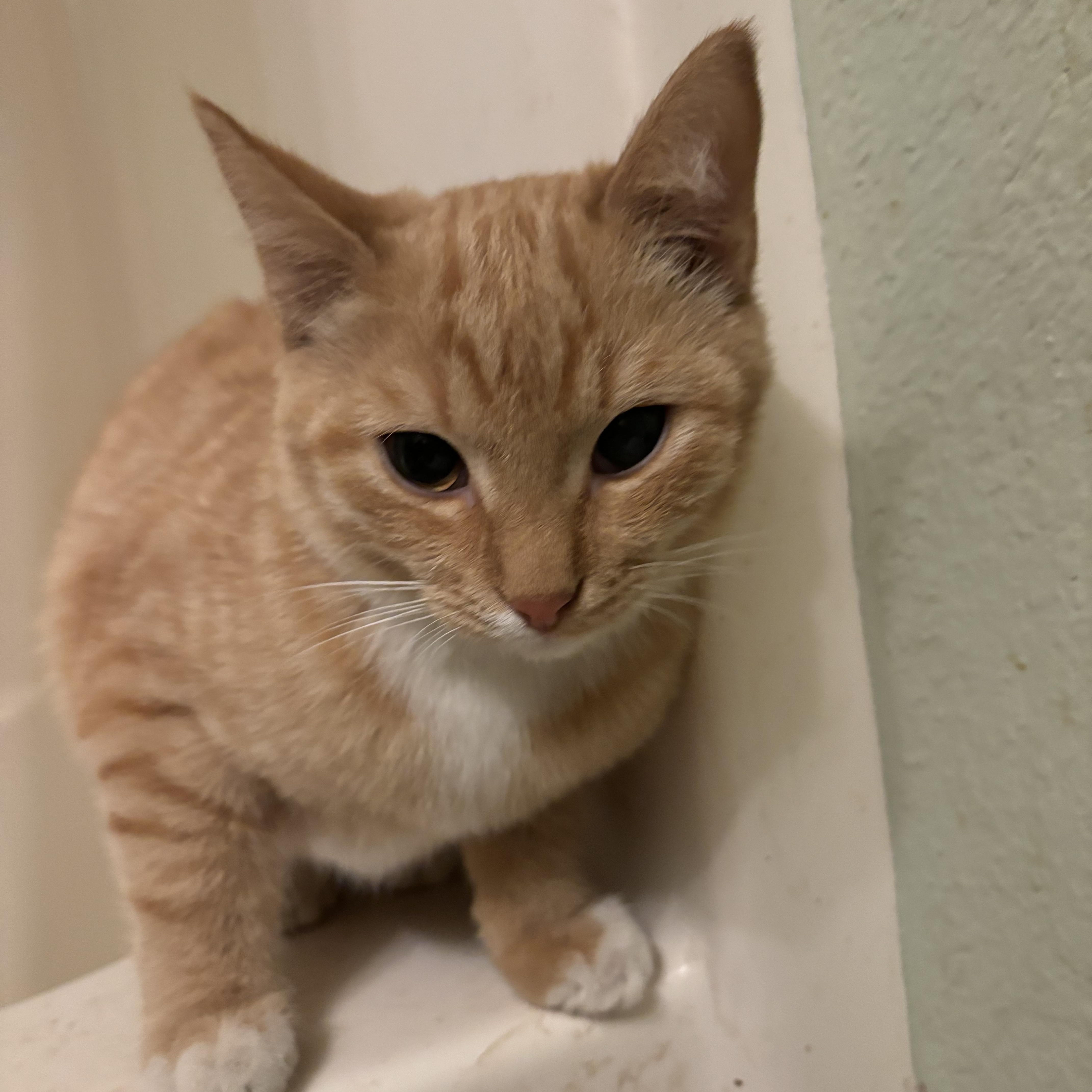 Enlarge Sienna, a Adoptable Domestic Short Hair in Bloomsdale, MO image 1/1