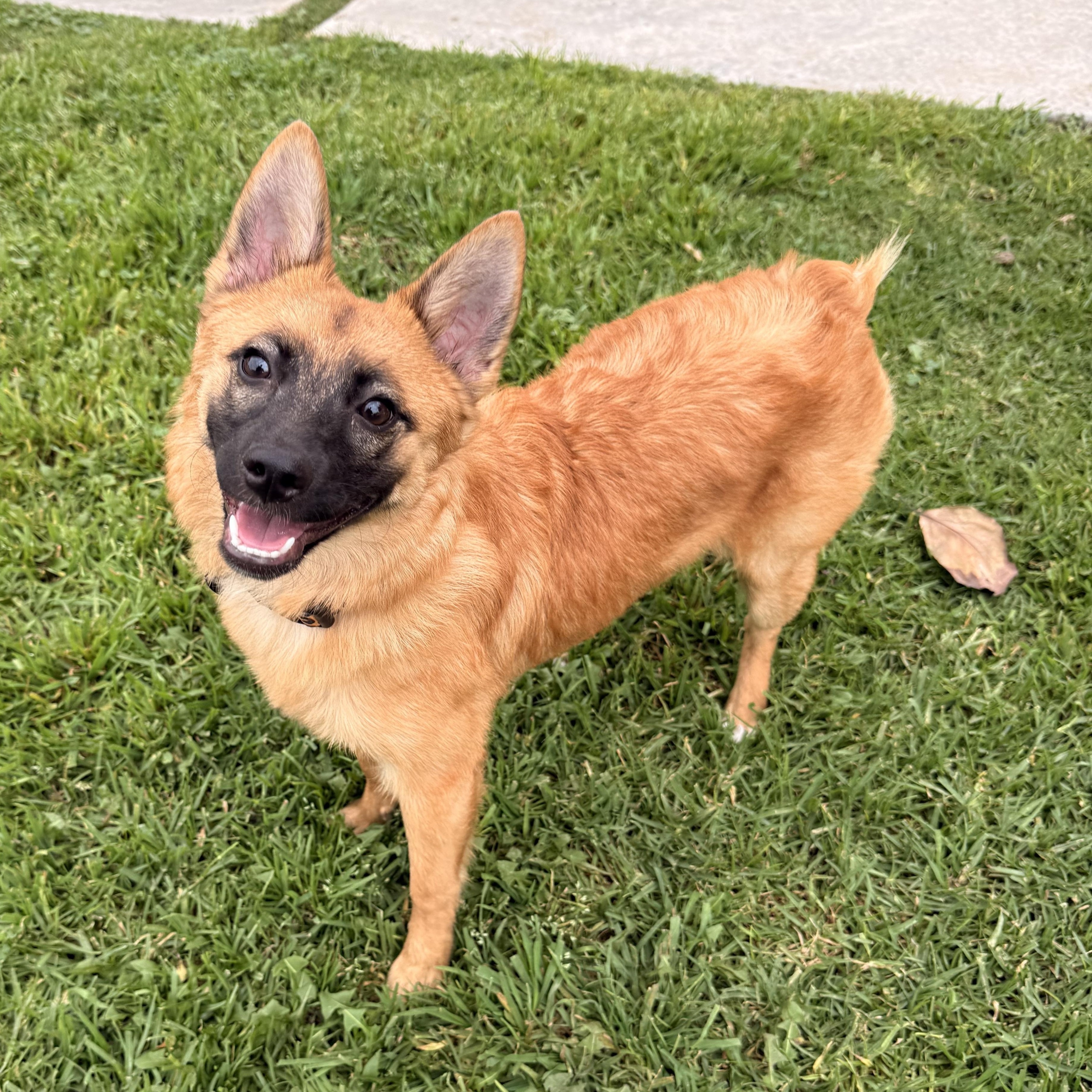 Enlarge Chili, a Adoptable mixed breed in Torrance, CA image 3/6