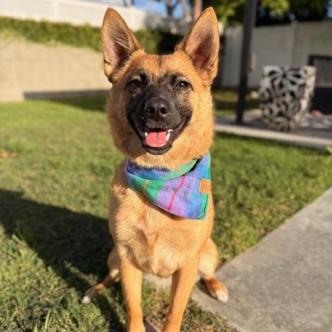 Enlarge Chili, a Adoptable mixed breed in Torrance, CA image 1/6