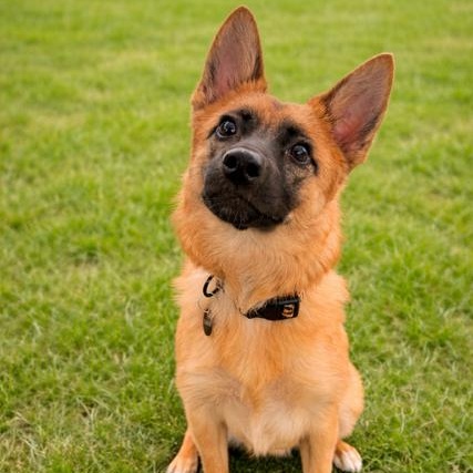 Enlarge Chili, a Adoptable mixed breed in Torrance, CA image 6/6