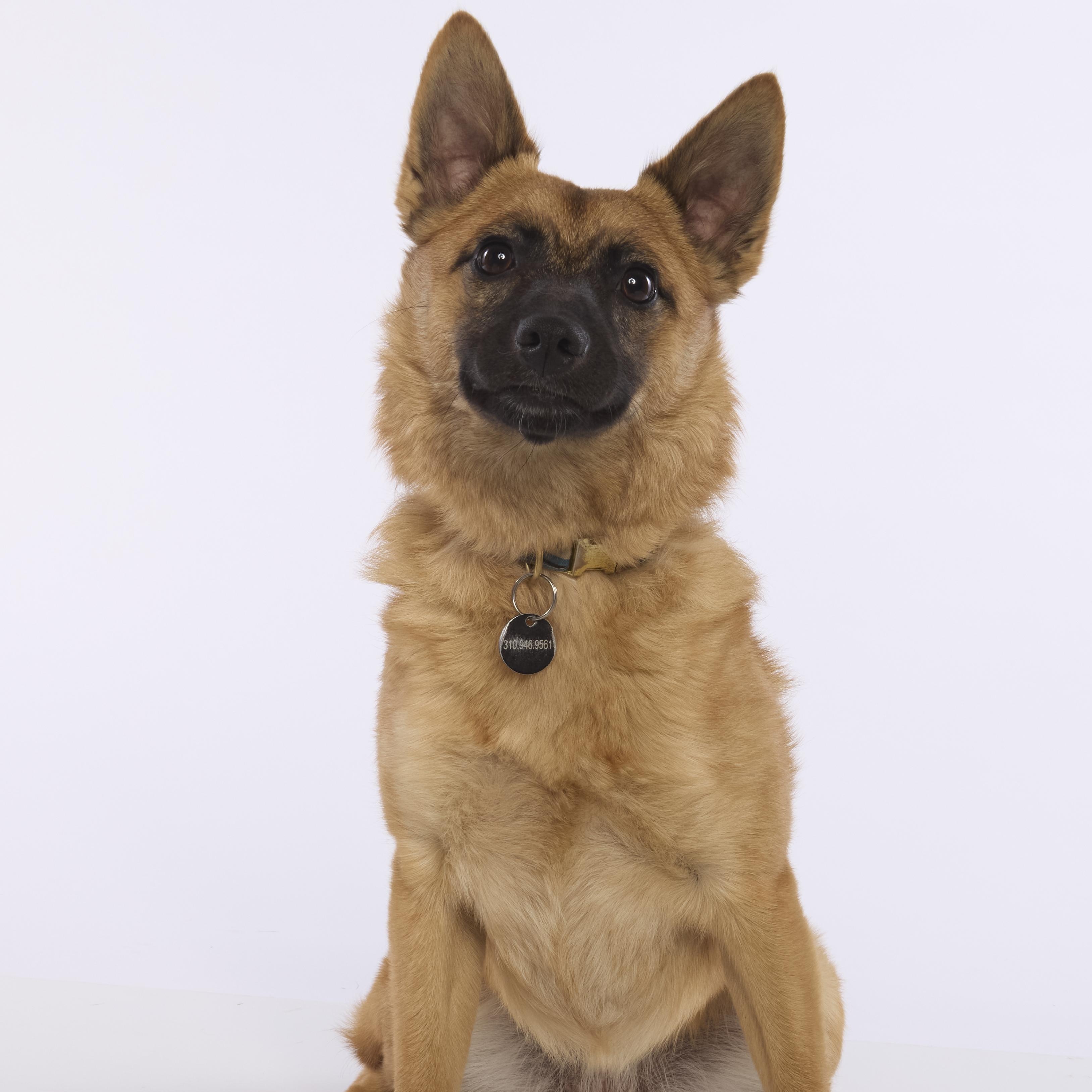 Chili, Adoptable, Young Female Belgian Shepherd / Malinois & Pomeranian.