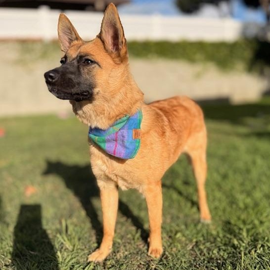 Enlarge Chili, a Adoptable mixed breed in Torrance, CA image 2/6