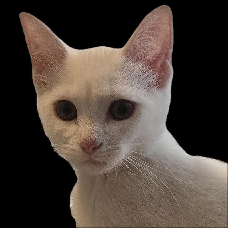 Enlarge Cheyenne, a Adopted mixed breed in Santa Fe, NM image 2/3