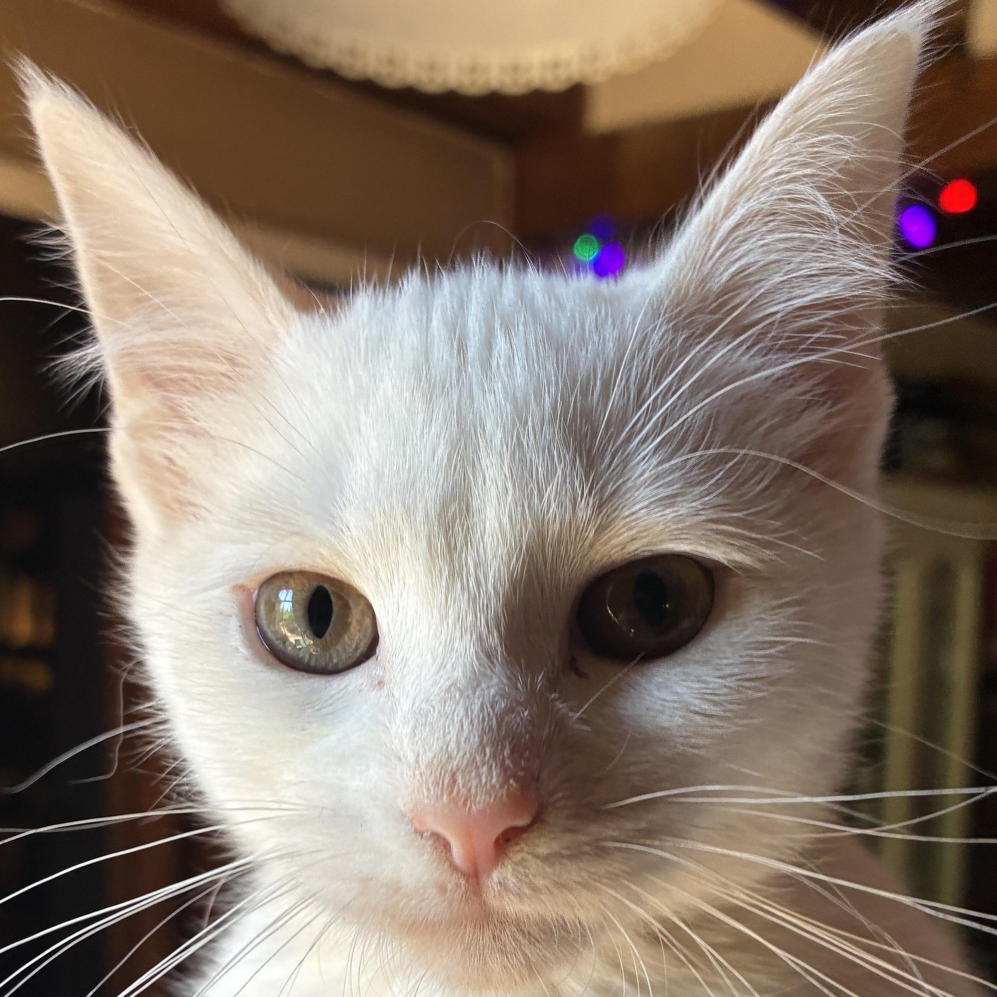 Enlarge Cheyenne, a Adopted mixed breed in Santa Fe, NM image 3/3