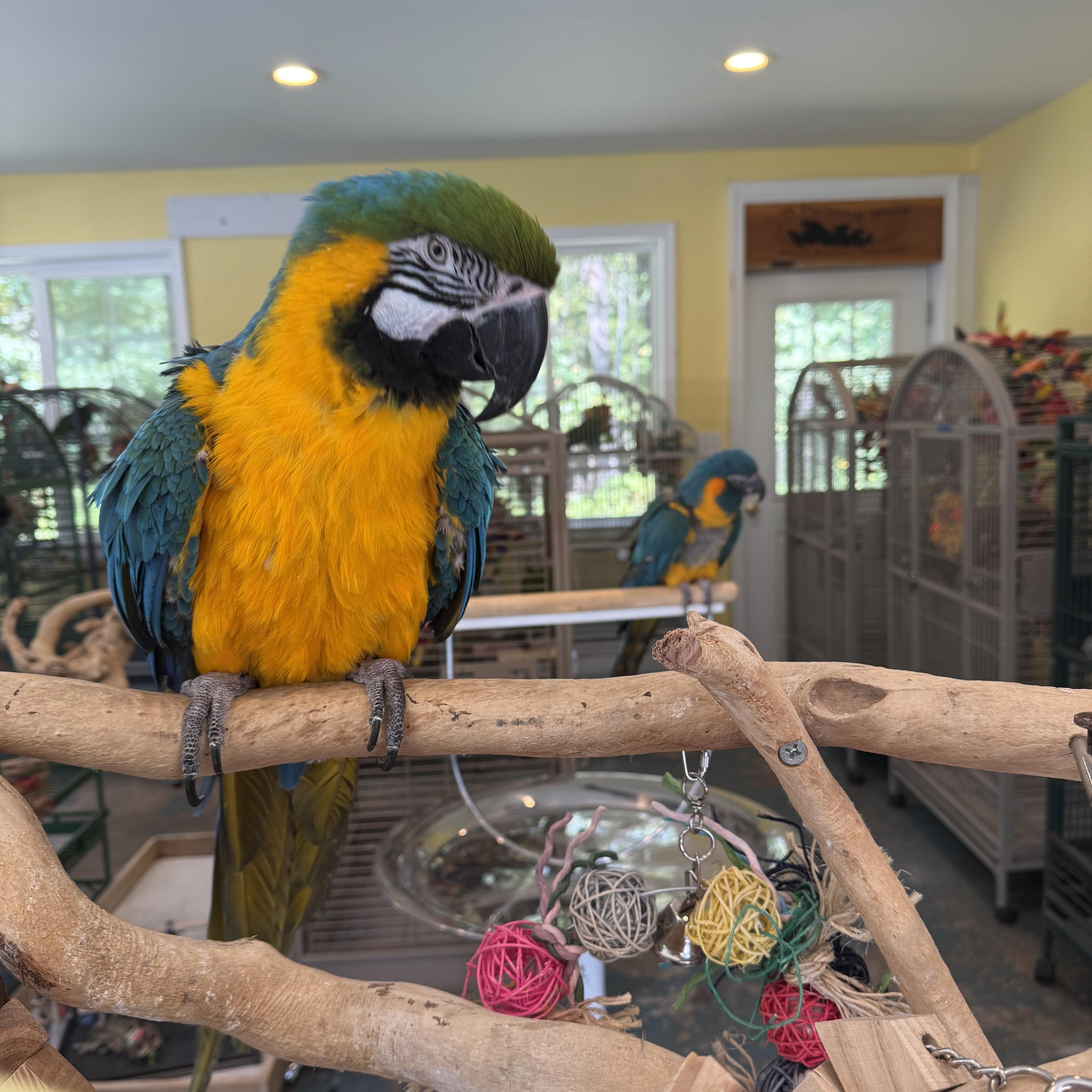 Walker, a Adoptable Macaw in Blairstown, NJ image 1/2