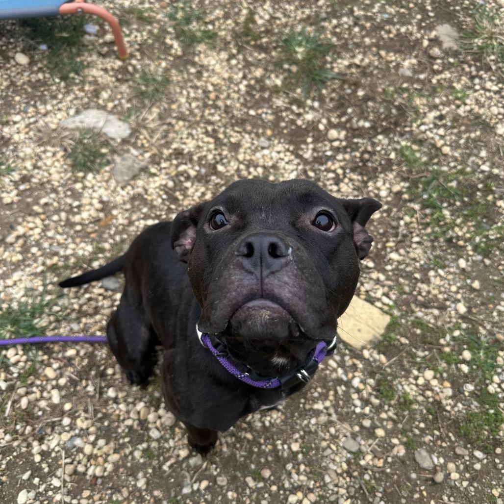 Enlarge Nyla Ranay, a Adoptable mixed breed in Philadelphia, PA image 1/5