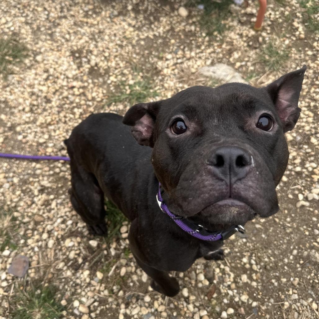 Enlarge Nyla Ranay, a Adoptable mixed breed in Philadelphia, PA image 2/5