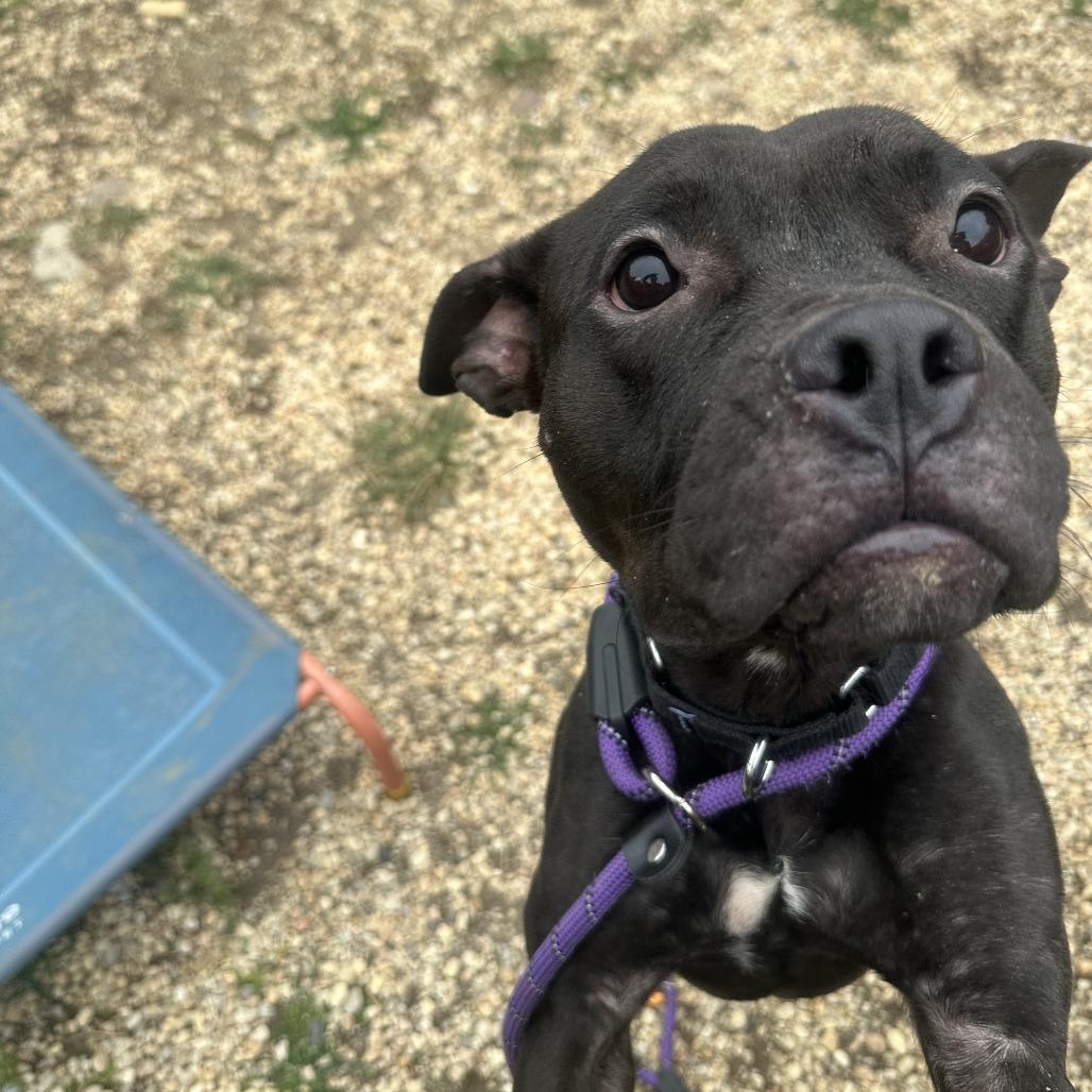Enlarge Nyla Ranay, a Adoptable mixed breed in Philadelphia, PA image 3/5