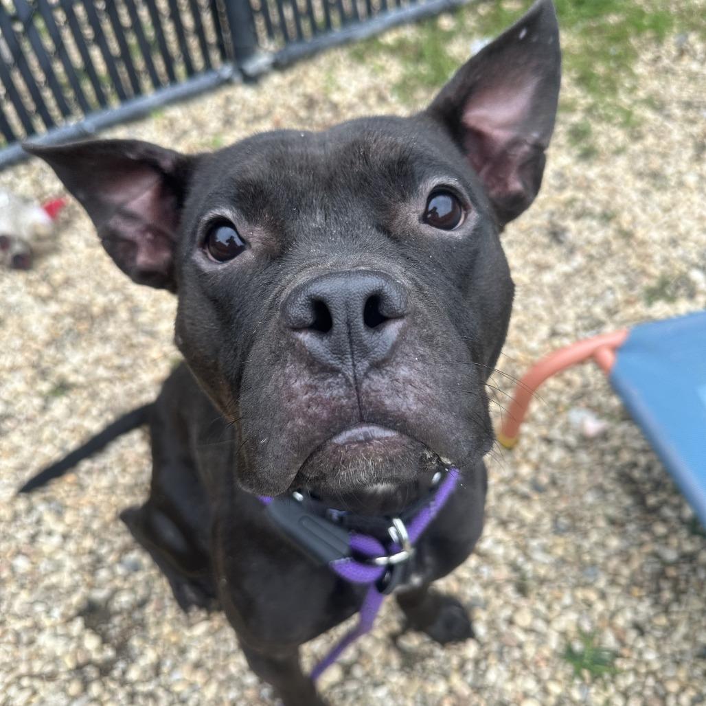 Enlarge Nyla Ranay, a Adoptable mixed breed in Philadelphia, PA image 4/5