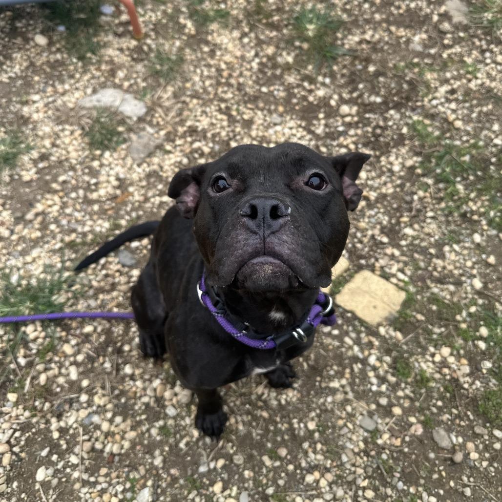 Enlarge Nyla Ranay, a Adoptable mixed breed in Philadelphia, PA image 5/5