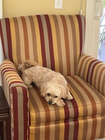 Jellybean, Adopted, Adult Male Shih Tzu.