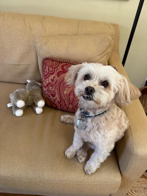 Enlarge Jellybean, a Adopted mixed breed in Foster City, CA image 2/6