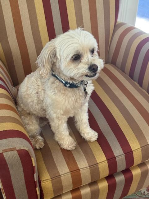 Enlarge Jellybean, a Adopted mixed breed in Foster City, CA image 4/6