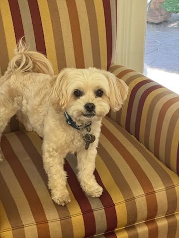 Enlarge Jellybean, a Adopted mixed breed in Foster City, CA image 5/6