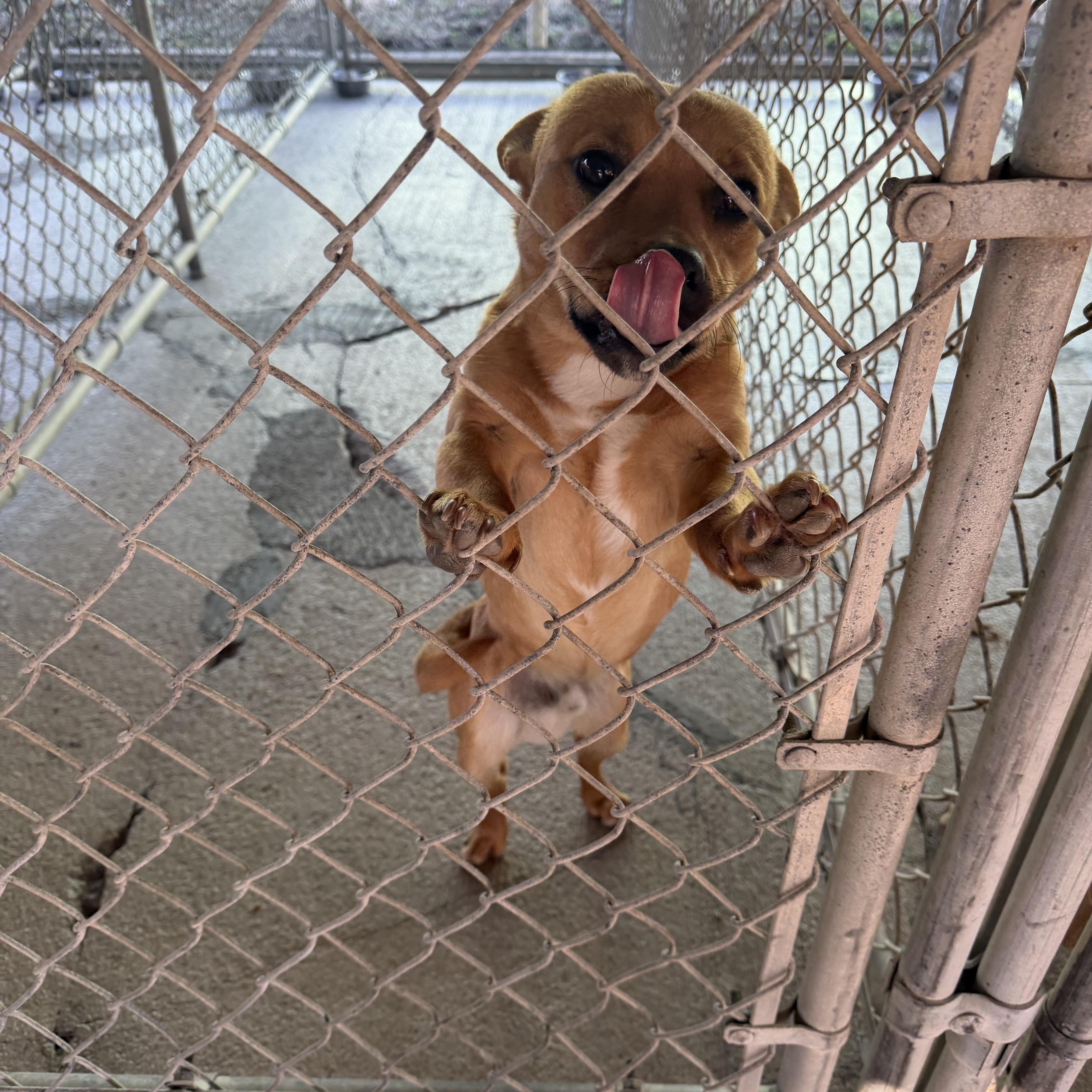 Chance, ADOPTABLE, Young Male Jack Russell Terrier & Pit Bull Terrier.