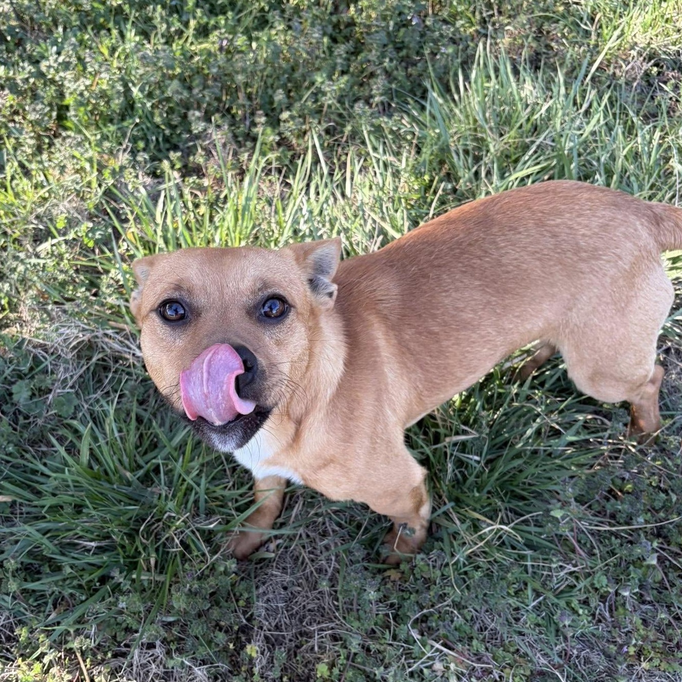 Enlarge Chance, a ADOPTABLE mixed breed in McPherson, KS image 2/2