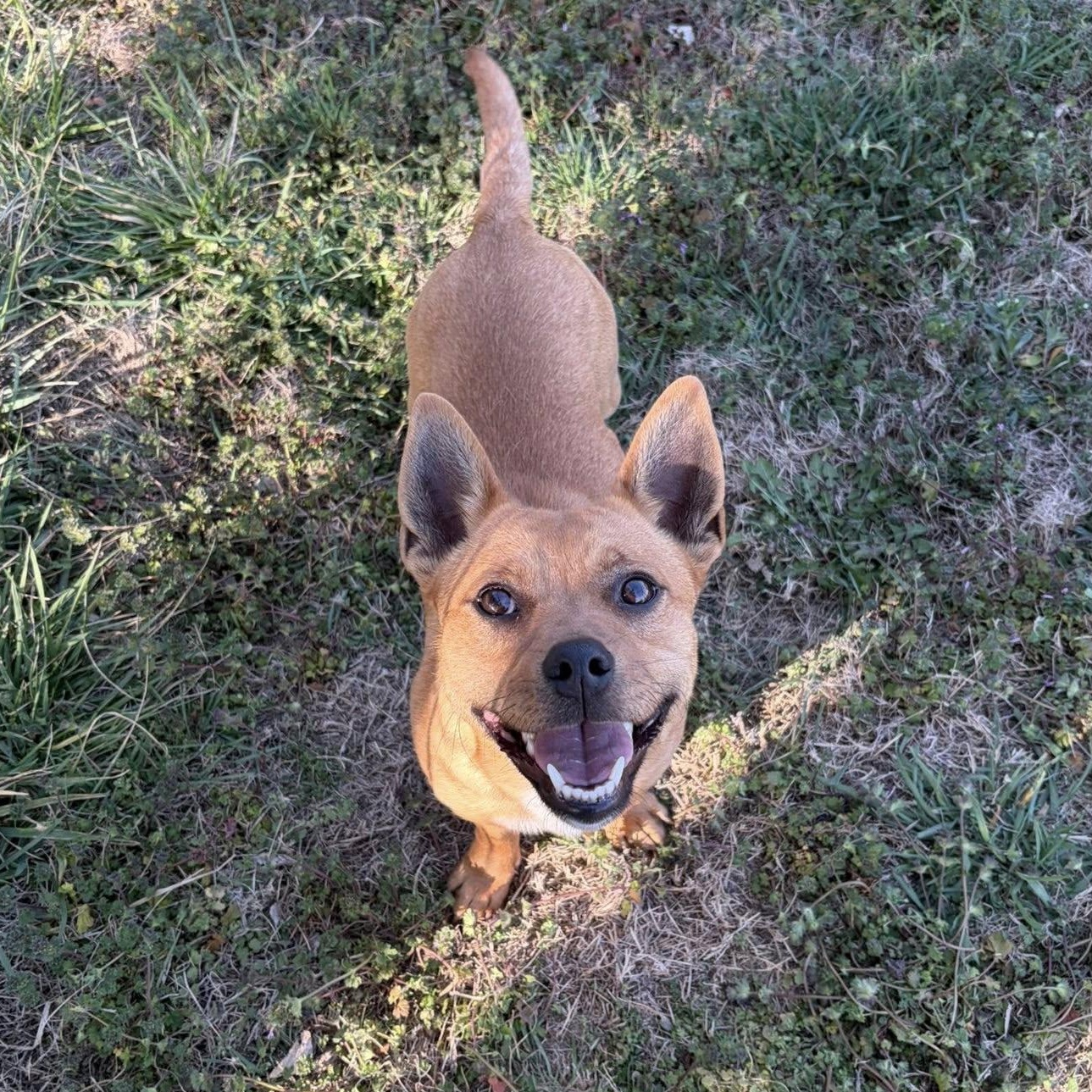 Chance, ADOPTABLE, Young Male Jack Russell Terrier & Pit Bull Terrier.