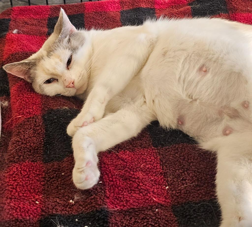 Madia, Adoptable, Adult Female Domestic Short Hair.