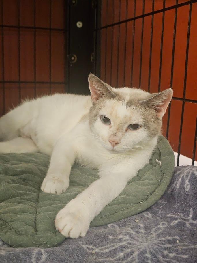 Madia, Adoptable, Adult Female Domestic Short Hair.