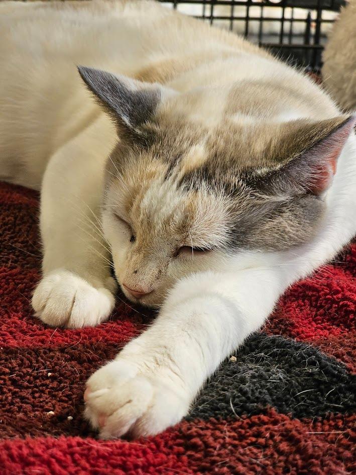 Enlarge Madia, a Adoptable mixed breed in St. Cloud, MN image 2/6