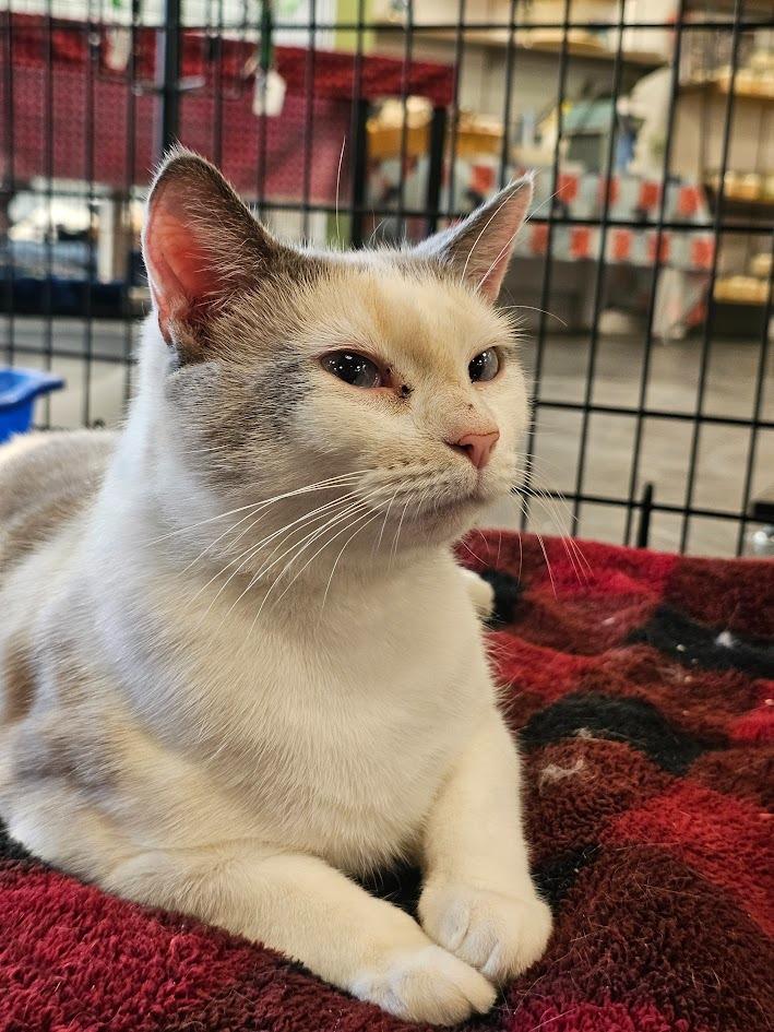 Enlarge Madia, a Adoptable mixed breed in St. Cloud, MN image 5/6