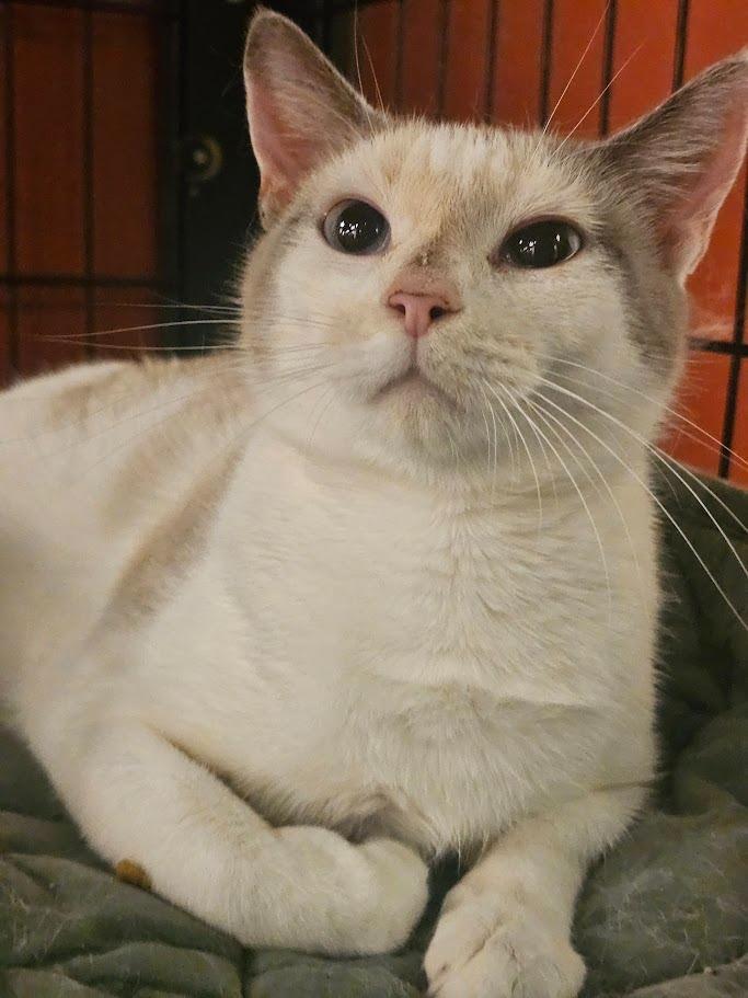 Enlarge Madia, a Adoptable mixed breed in St. Cloud, MN image 3/6