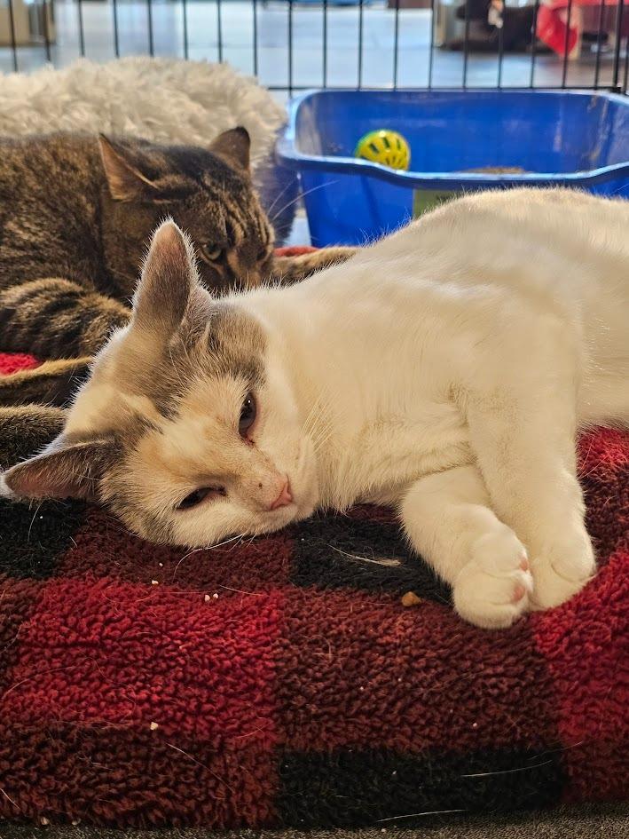 Enlarge Madia, a Adoptable mixed breed in St. Cloud, MN image 5/6