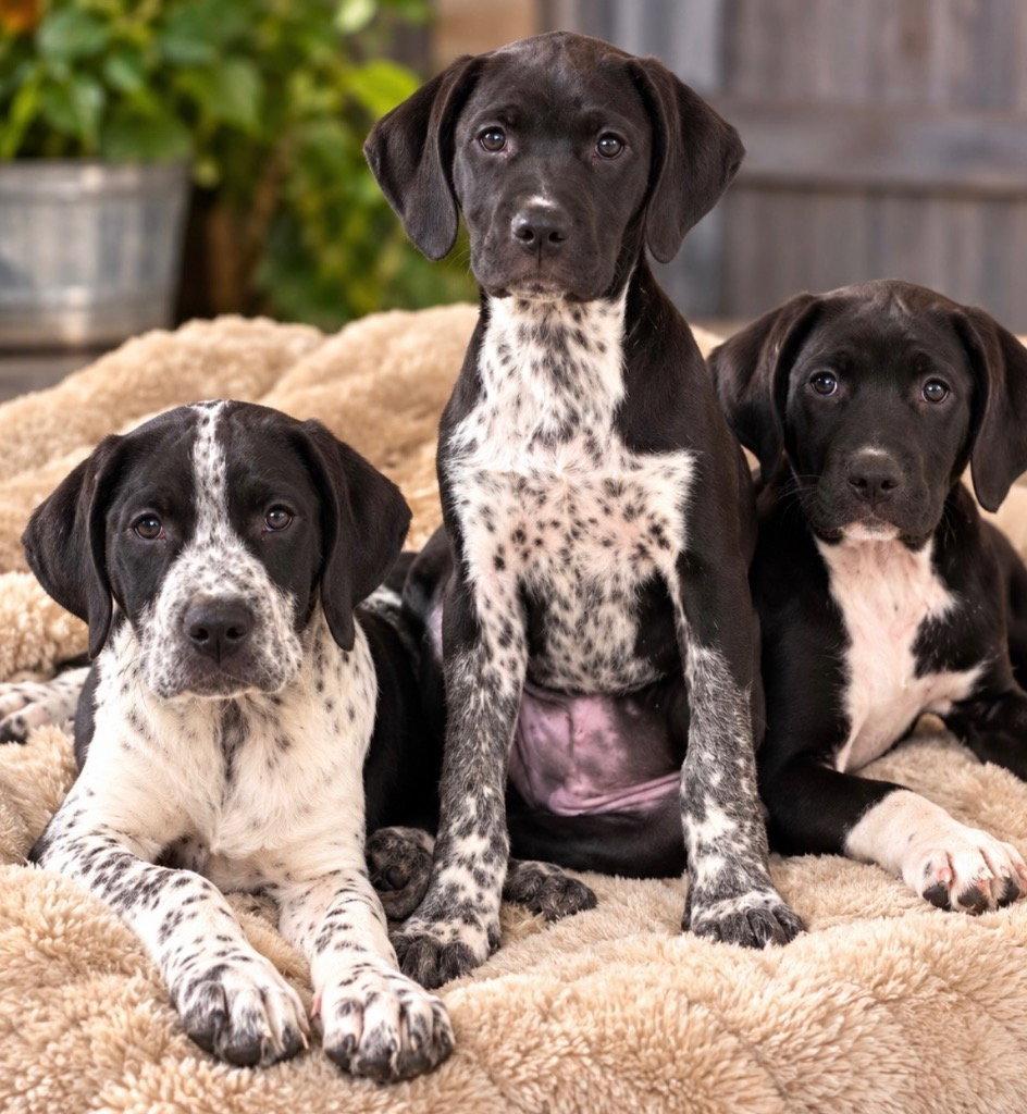Velma, Adoptable, Puppy Female Hound & Spaniel.