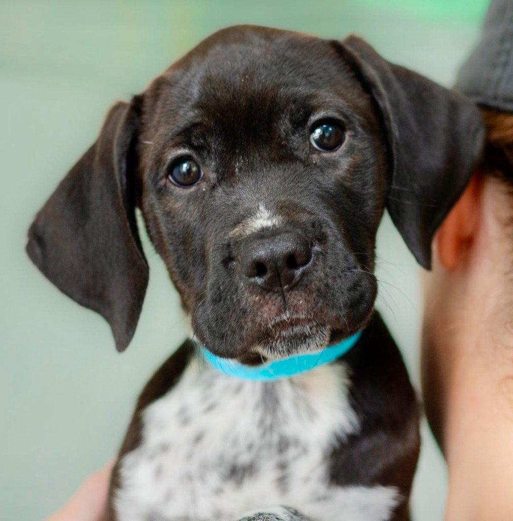 Enlarge Velma, a Adoptable mixed breed in Bloomfield, CT image 3/3